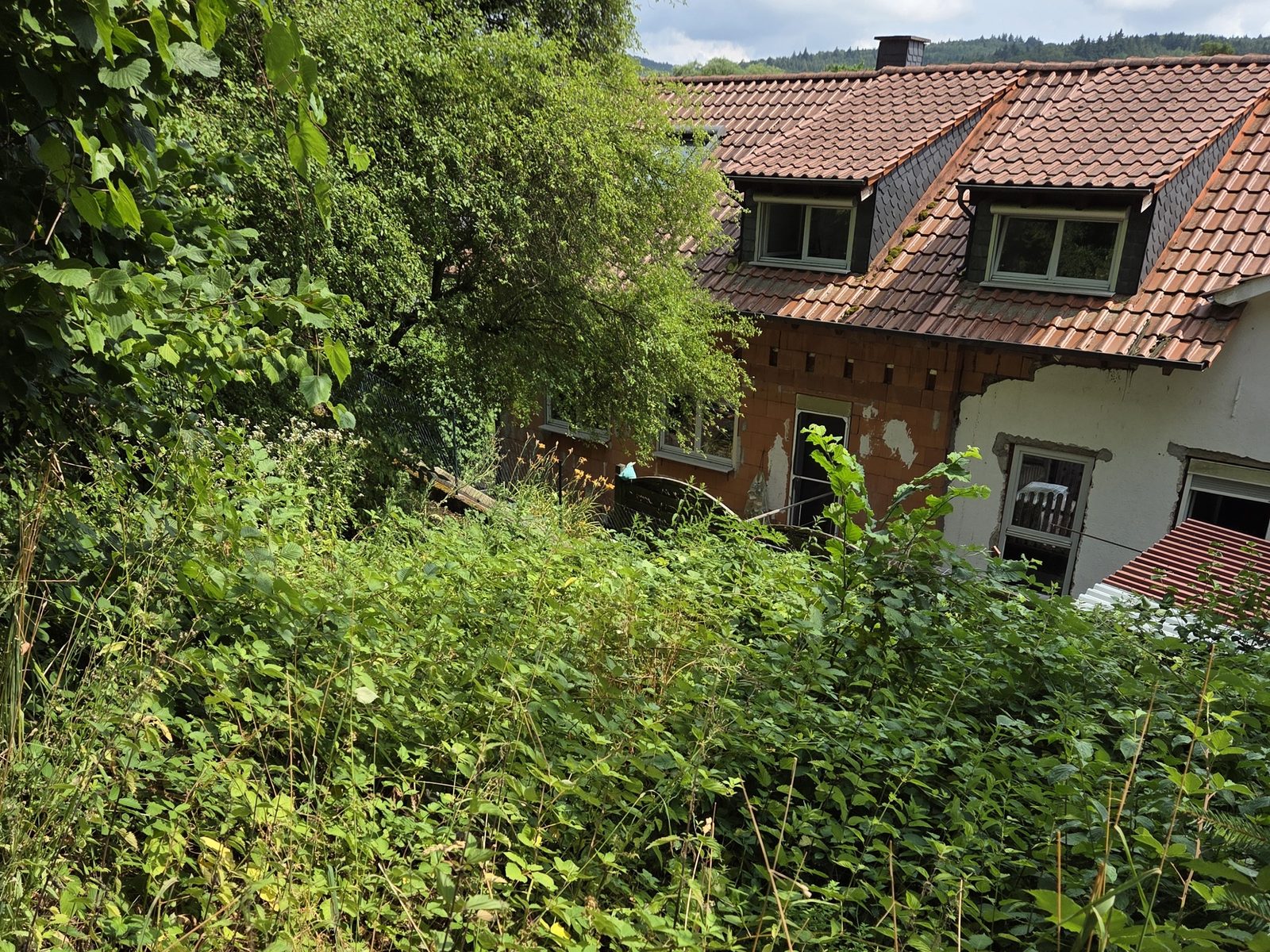 Zugewachsener Hang mit Brombeeren und hohem Gestrüpp unterhalb eines Hauses
