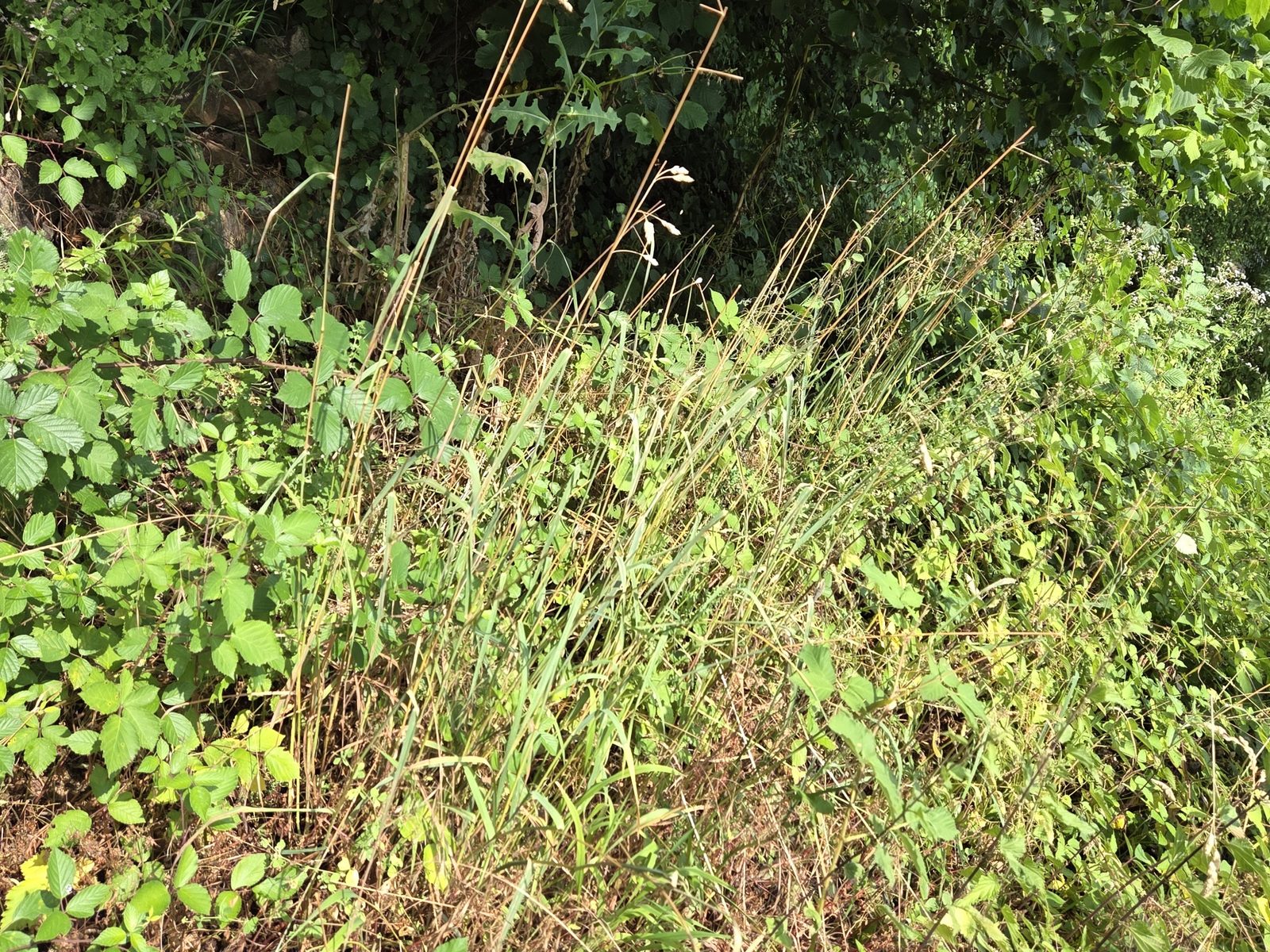 Hohes Gras und Wildwuchs am Hang