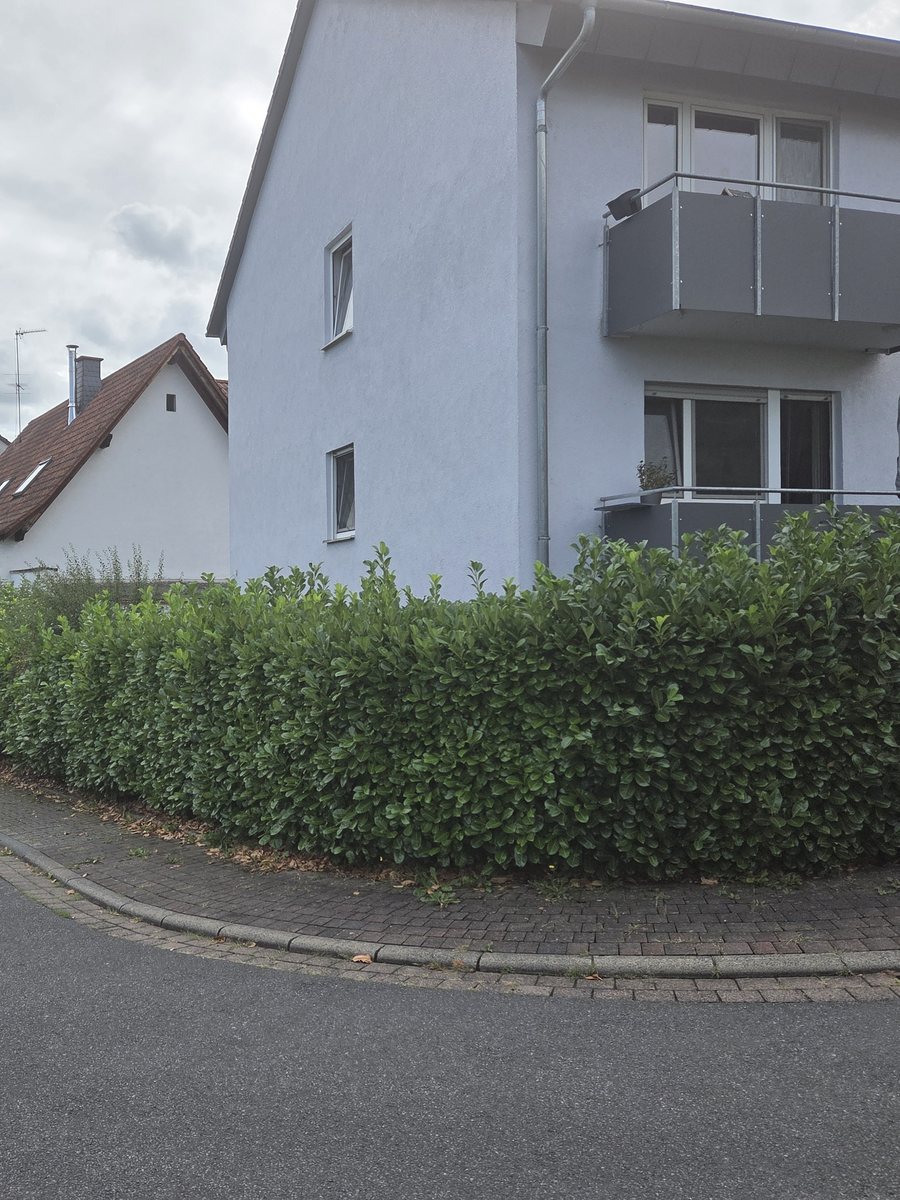 Hohe, ungeschnittene Kirschlorbeerhecke an einer Hausecke