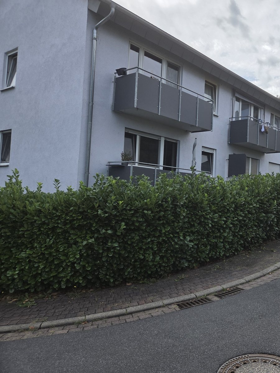 Lange Kirschlorbeerhecke entlang eines Gehwegs vor dem Schnitt